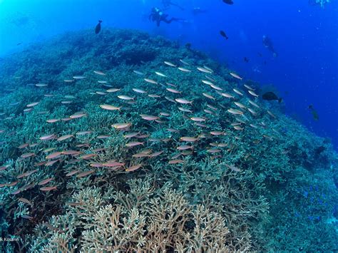 stella maris cebu photos|Stella Maris Dive Experts .